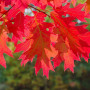 Ароматизатор TPA USA, Red Oak (Красный дуб), 5 мл