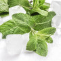 Ароматизатор TPA USA, Peppermint II (Мята перечная), 5 мл