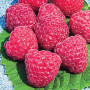 Ароматизатор TPA USA, Raspberry Sweet (Солодка Малина), 5 мл