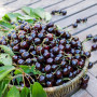 Ароматизатор TPA USA, Black Cherry (Черешня), 5 мл