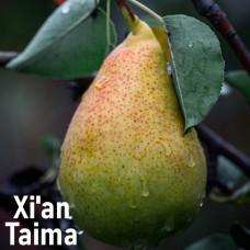 Ароматизатор  Pear (Груша), Xian, 5 мл