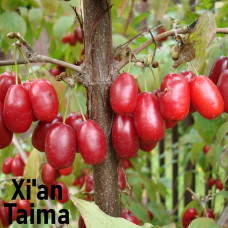 Ароматизатор Cornus mas (Барбарис), Xian, 5 мл