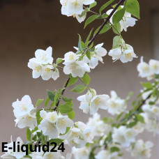 Ароматизатор Жасмин, E-liquid24, 11 мл.