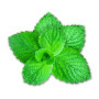 Ароматизатор Capella Flavors USA, Menthol (Ментол), 5 мл